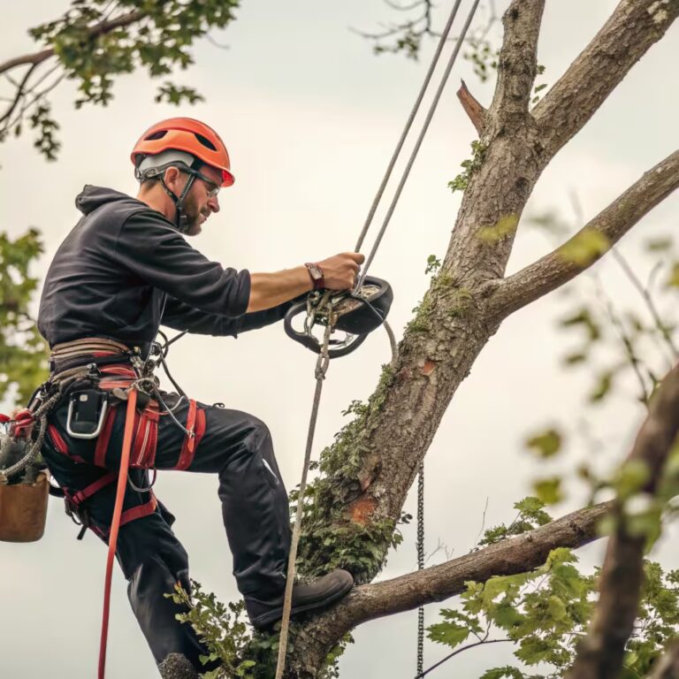 elagage, www.lesjardinsdejean.be