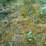 Au diable les mauvaises herbes dans ma pelouse !