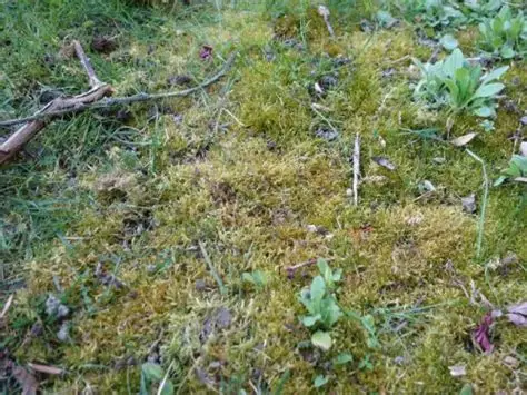 mauvaise herbe, lesjardinsdejean.be