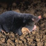 Des taupes dans mon jardins !!!