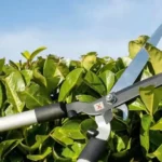 La bonne période pour tailler ses haies !