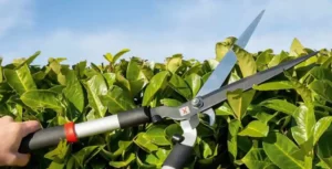 tailler sa haie, lesjardinsdejean.be